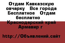 Отдам Кавказскую овчарку - Все города Бесплатное » Отдам бесплатно   . Краснодарский край,Армавир г.